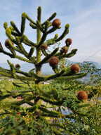 Chilenische Araukarie (Schlangenbaum)